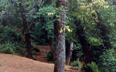 Hasta el 17 de mayo el Salón de Plenos del Ayuntamiento de La Rambla acoge la exposición de fotografías `Paisajes Confidentes´ de Manuel Muñoz