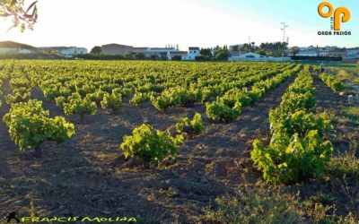 Comienza la vendimia 2018 de uva amparada por la Denominación de Origen Montilla-Moriles, con un aumento en la producción con respecto al año anterior