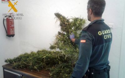 La Guardia Civil desmantela una plantación de marihuana en La Rambla y detiene a una persona