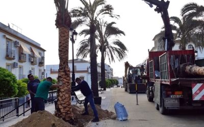 El Ayuntamiento de La Rambla repone dos palmeras datileras en la Plaza de los Trinitarios