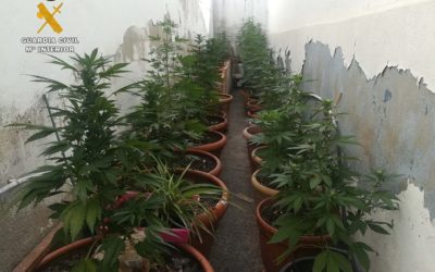 La Guardia Civil con la colaboración de la Policía Local de La Rambla desmantela una plantación de marihuana y detiene a una persona