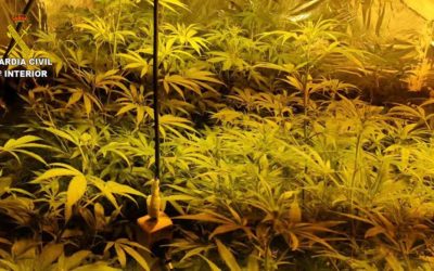 La Guardia Civil desmantela una plantación de marihuana y un punto de venta de drogas en Fernán Núñez y otro punto de venta de drogas en La Rambla